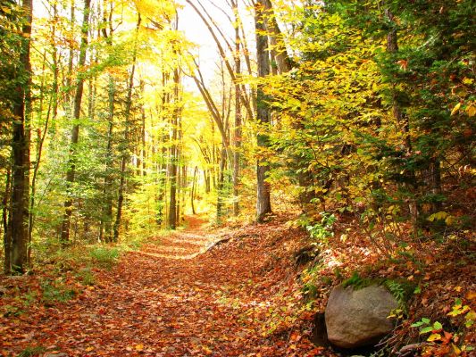 BOIS DE CHAUFFAGE 0,50 cm en livraison ou enlèvement sur site